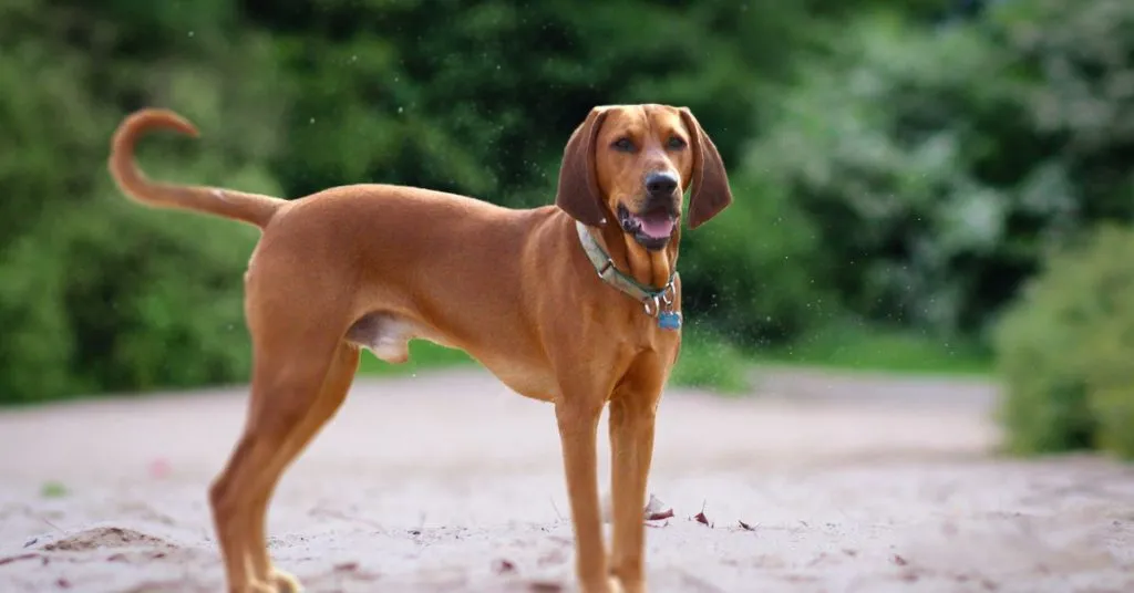 Redbone Coonhound